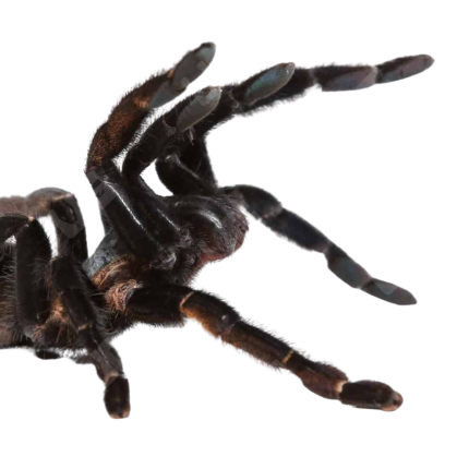 Ranong Big Blue Earthtiger Tarantula (3 – 5”)