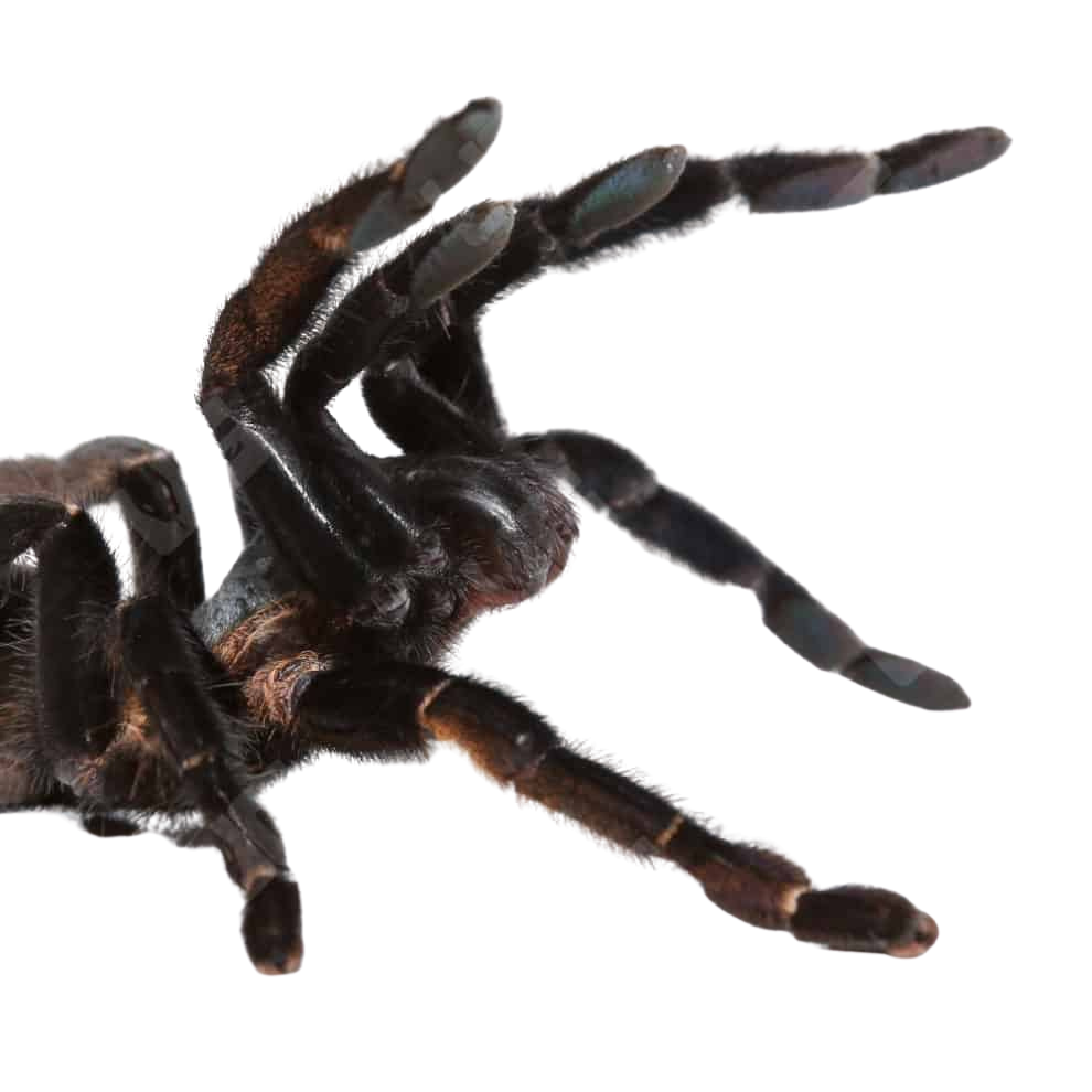 ranong-big-blue-earthtiger-tarantula-3-–-5 (1) ranong big blue earthtiger tarantula 3 – 5 1