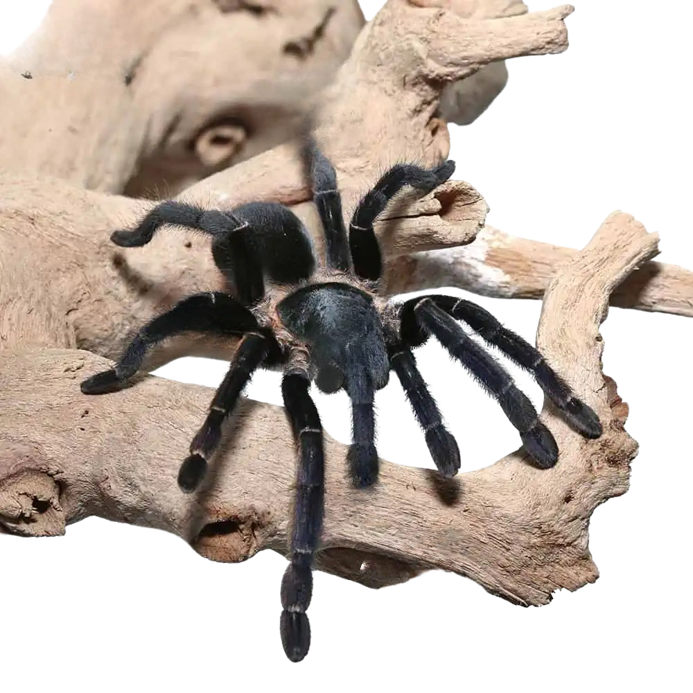 ranong-big-blue-earthtiger-tarantula-3-–-5 (2) ranong big blue earthtiger tarantula 3 – 5 2