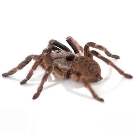 Rear Horn Baboon Tarantula (1 – 1.75”)