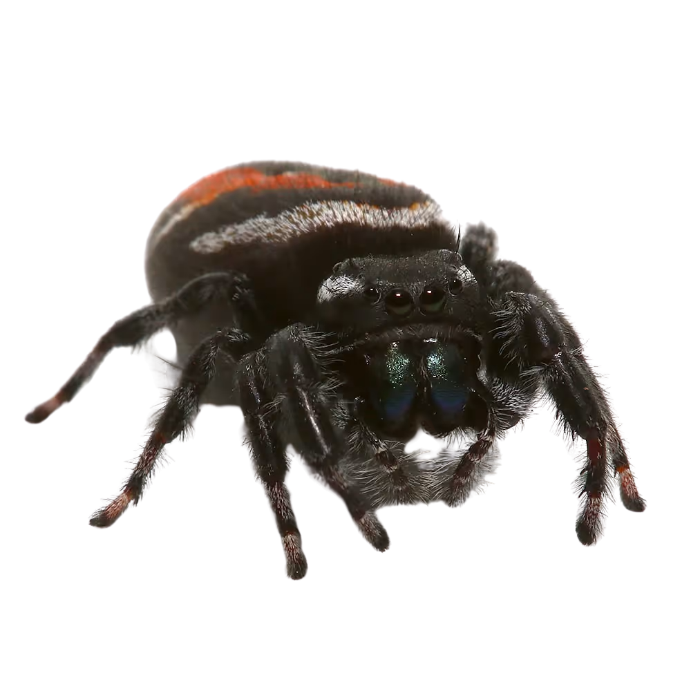 red-backed-jumping-spider (2) red backed jumping spider 2