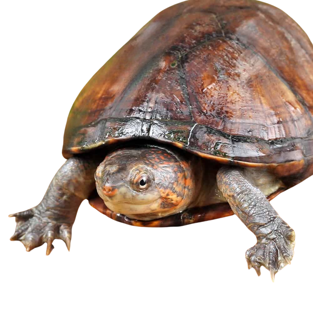 red-cheeked-mud-turtle (2) red cheeked mud turtle 2