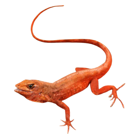 Red Chili Pepper Anole