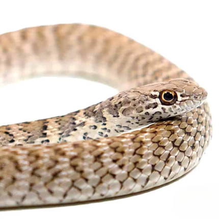 Red Coachwhip Snake