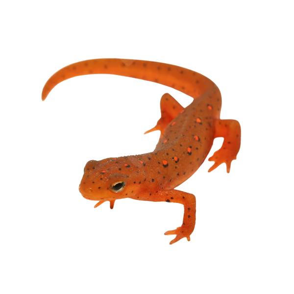 Red Eft