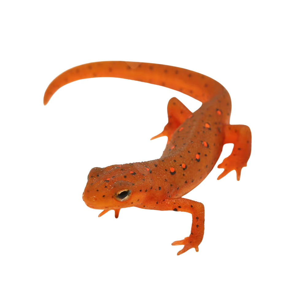 red-eft (1) red eft 1