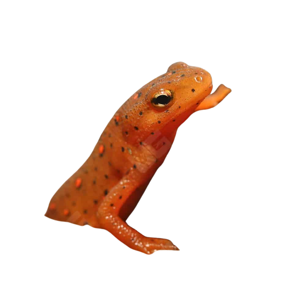 red-eft (2) red eft 2