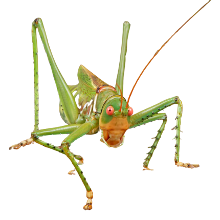 Red Eyed Katydid