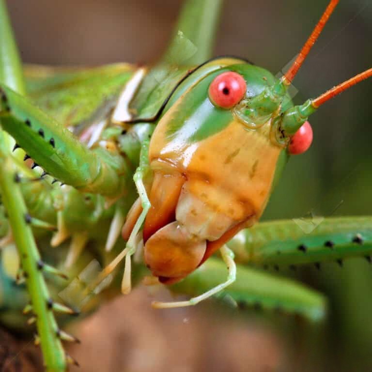 red-eyed-katydid red eyed katydid
