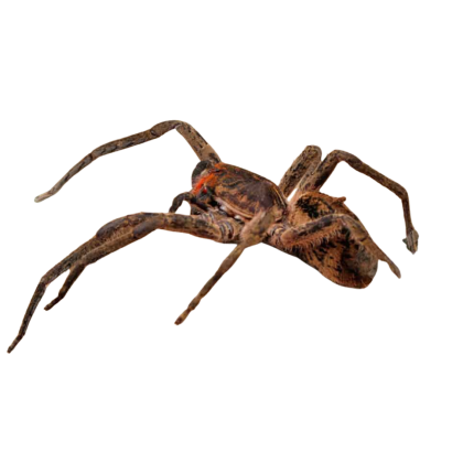 Red Fang Wandering Spider
