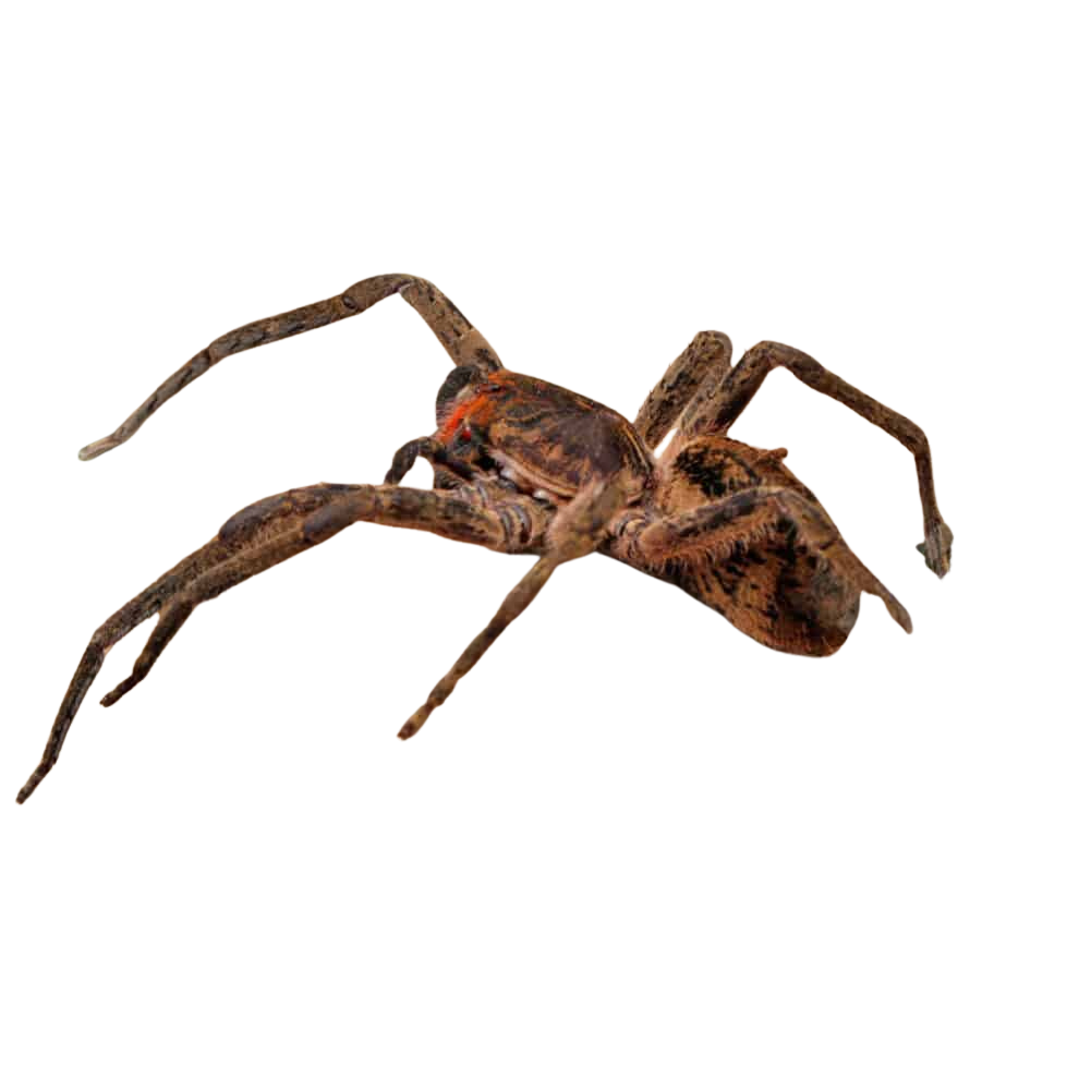 red-fang-wandering-spider (1) red fang wandering spider 1