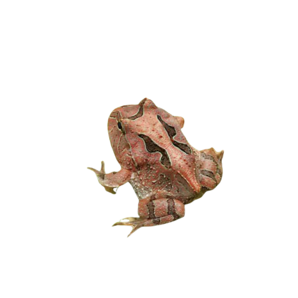 Red Fantasy Pacman Frog