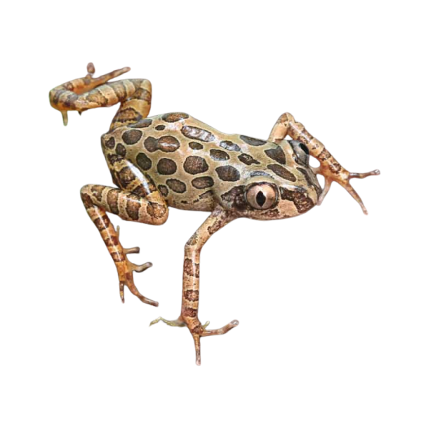 Red Leg Running Frog (Bubbling Kassina)