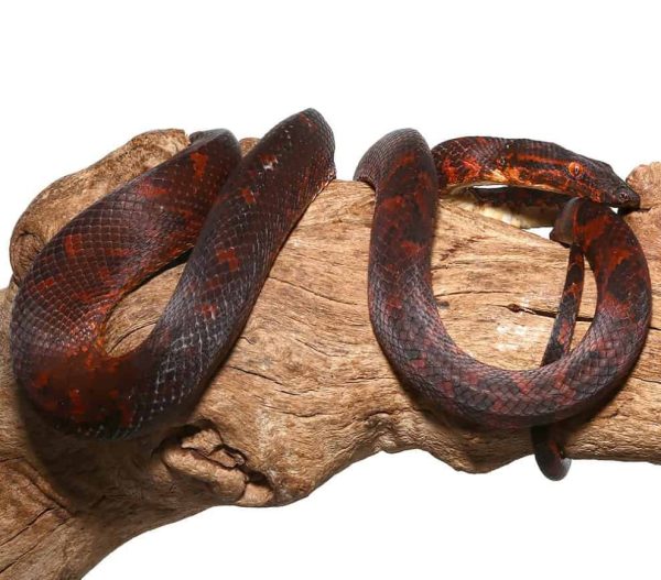 Red Phase Solomon Island Tree Boa