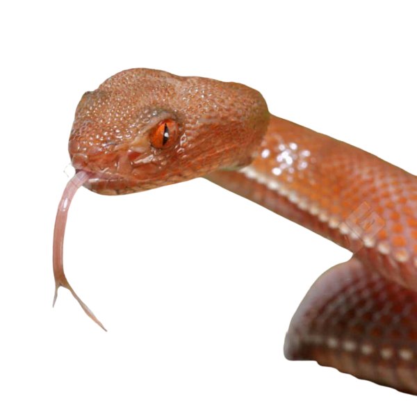 Red Purple Spotted Pit Viper