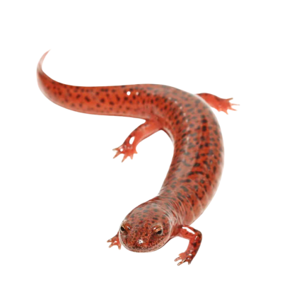 Red Ruber Salamander