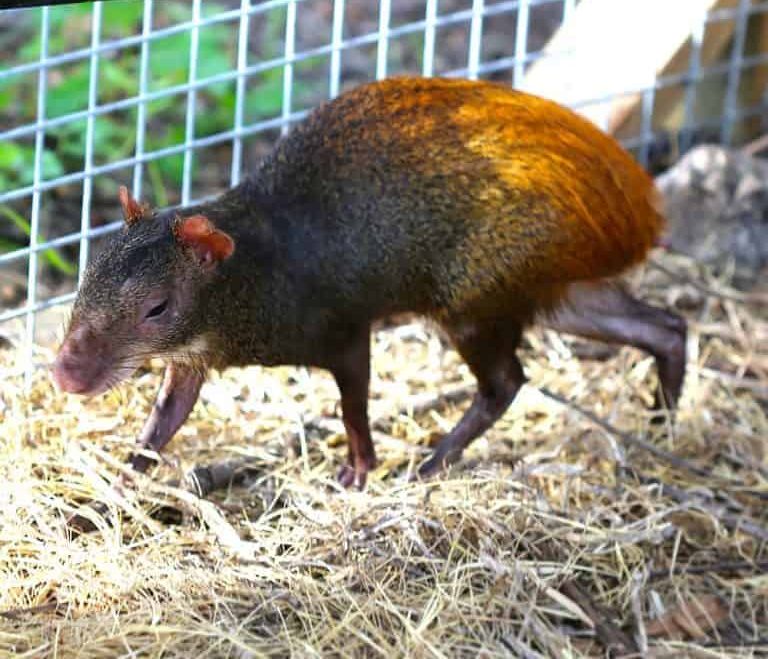red-rumped-agouti red rumped agouti e1746210886882