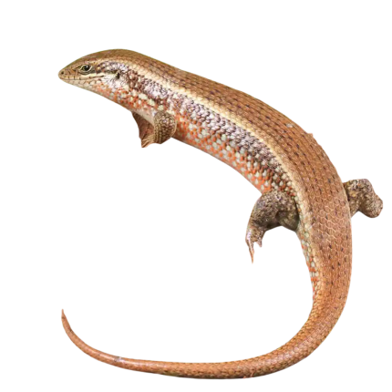 Red Sided Skink
