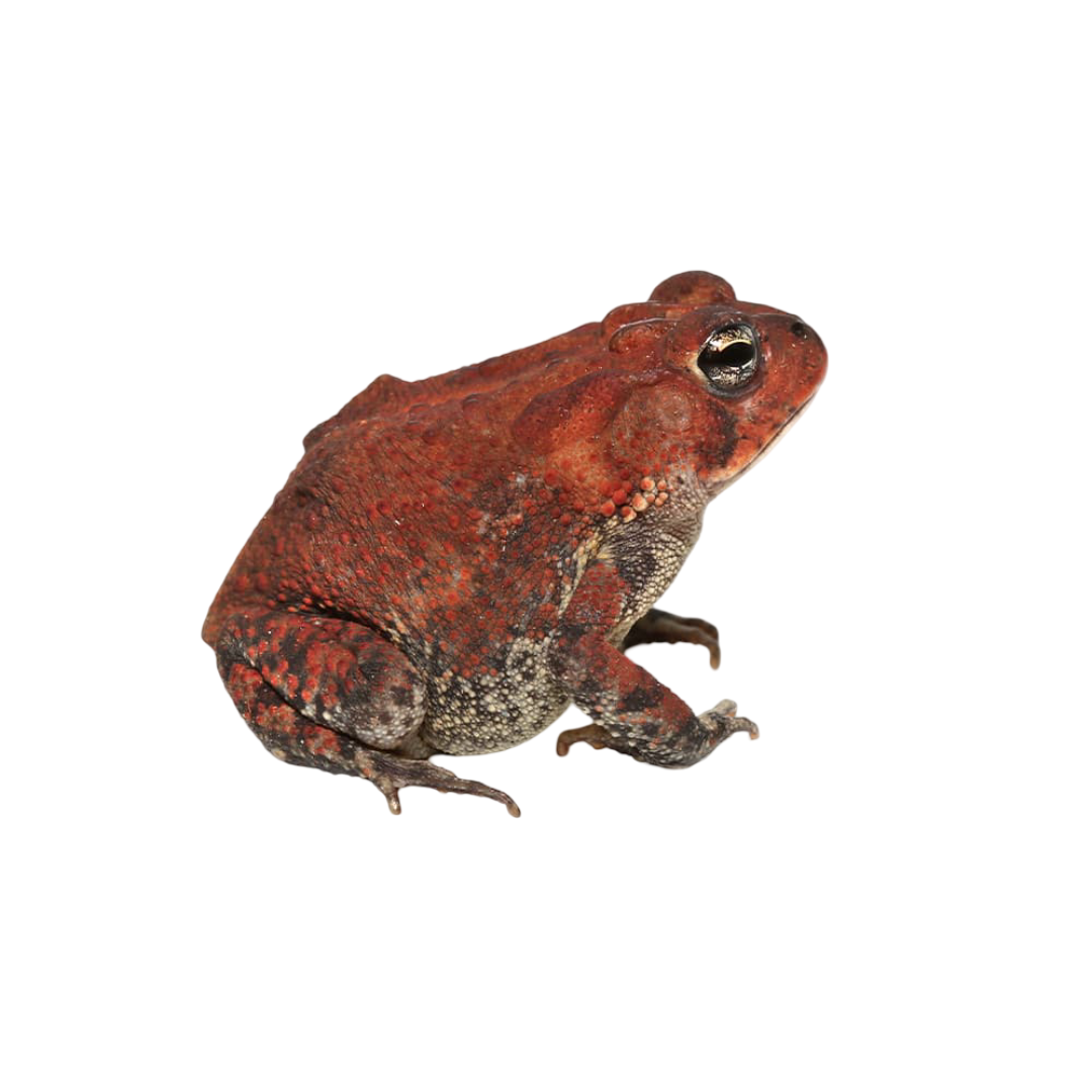 red-southern-toad red southern toad 1