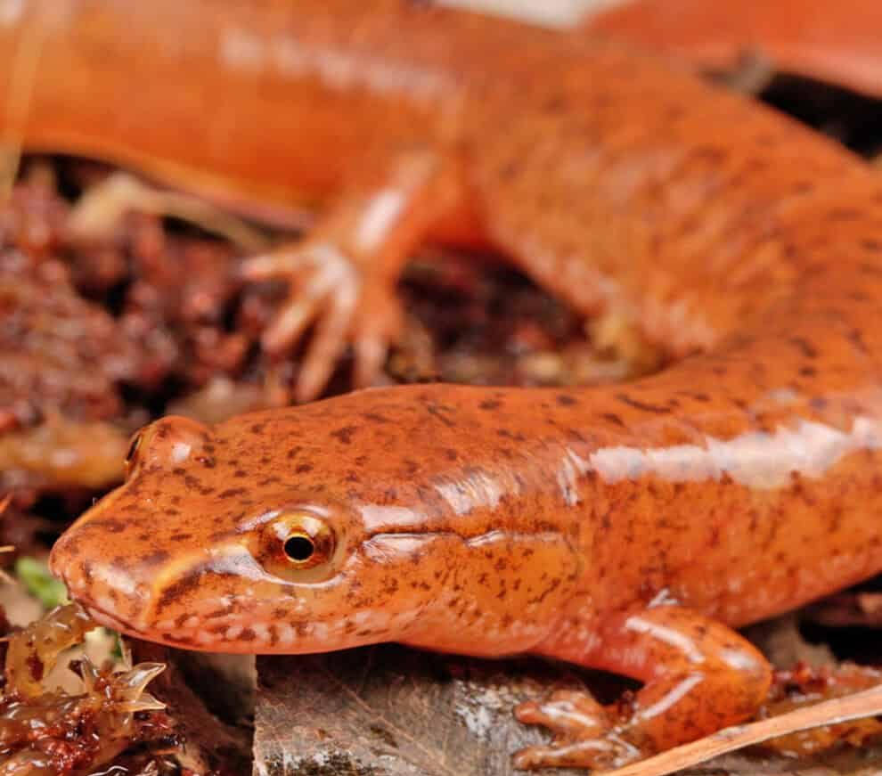red-spring-salamander red spring salamander e1745861848990