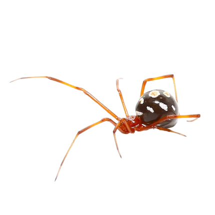 Red Widow Spider (.5 – .75”)