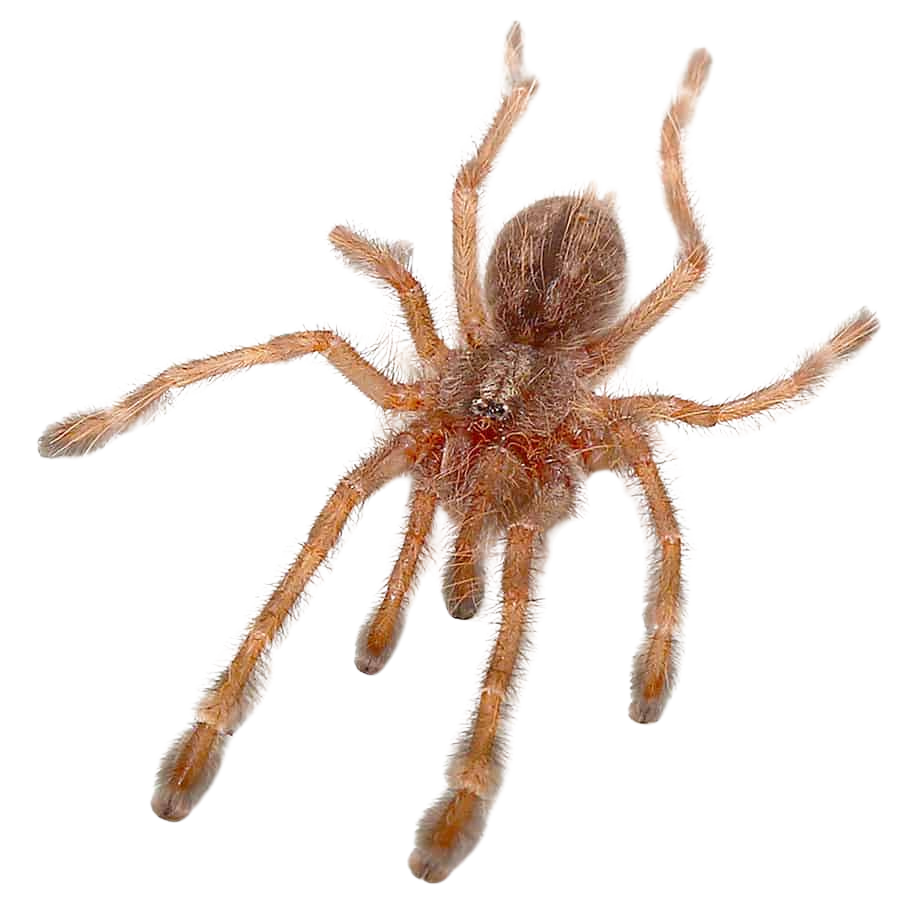 redslate-ornamental-tarantula-75-125 (1) redslate ornamental tarantula 75 125 1