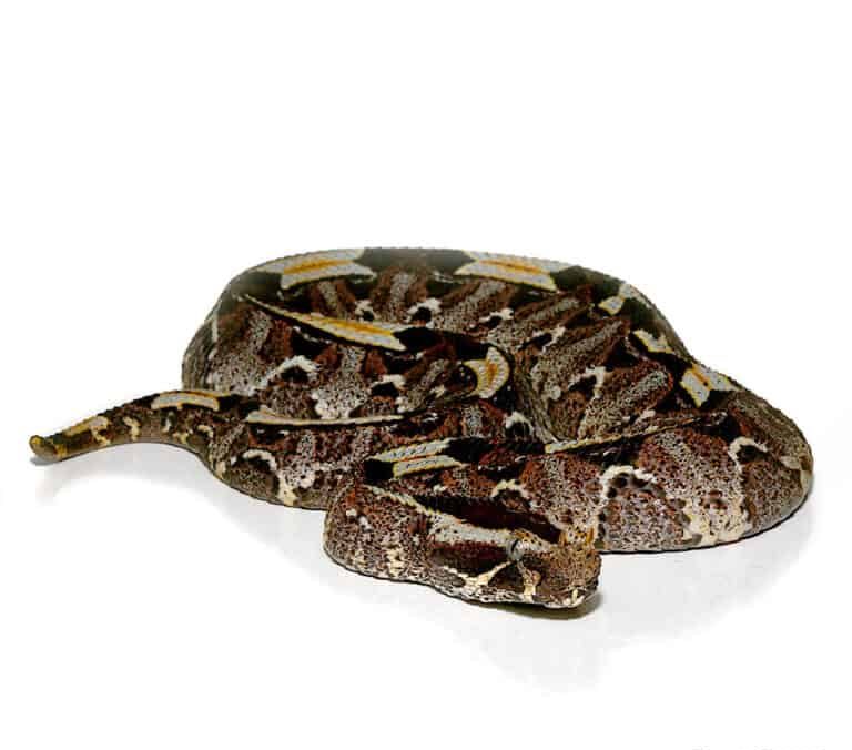 rhino-viper rhino viper e1750094571513