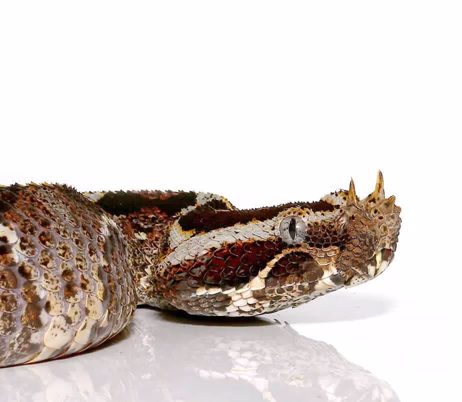rhino-viper rhino viper e1750094596517