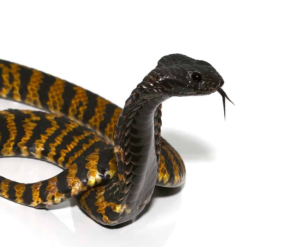 rinkhals-spitting-cobra (1) rinkhals spitting cobra 1 e1740134590623