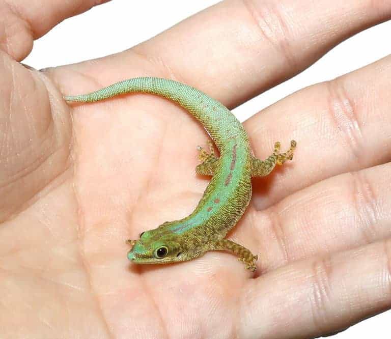 robert-mertens-day-gecko robert mertens day gecko e1747591832724
