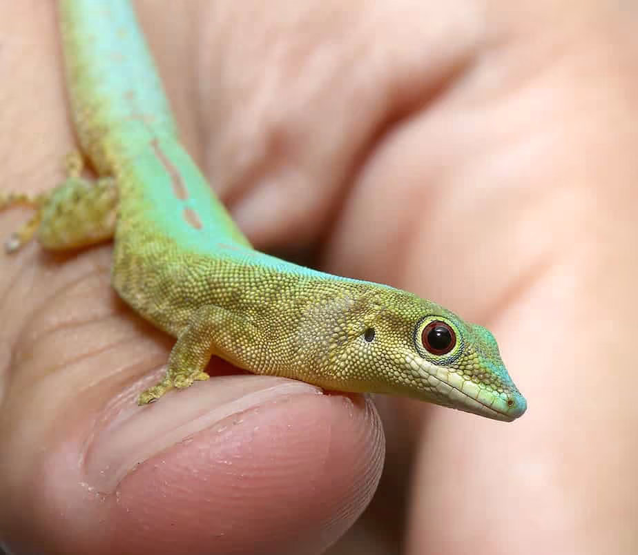robert-mertens-day-gecko robert mertens day gecko e1747591848824