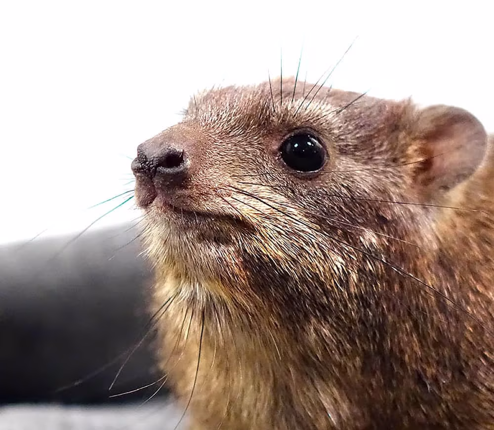 rock-hyrax rock hyrax e1746211126820