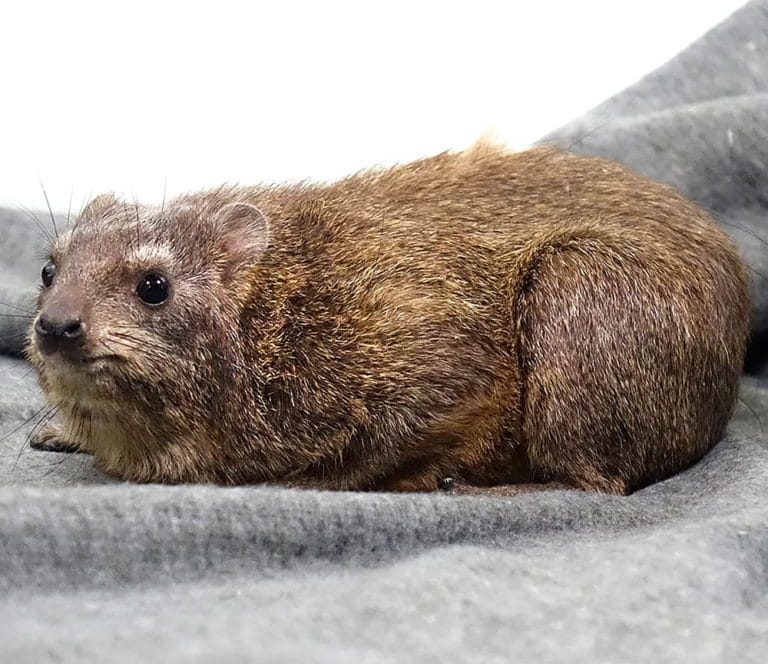 rock-hyrax rock hyrax e1746211138795