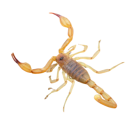 Rock Scorpion