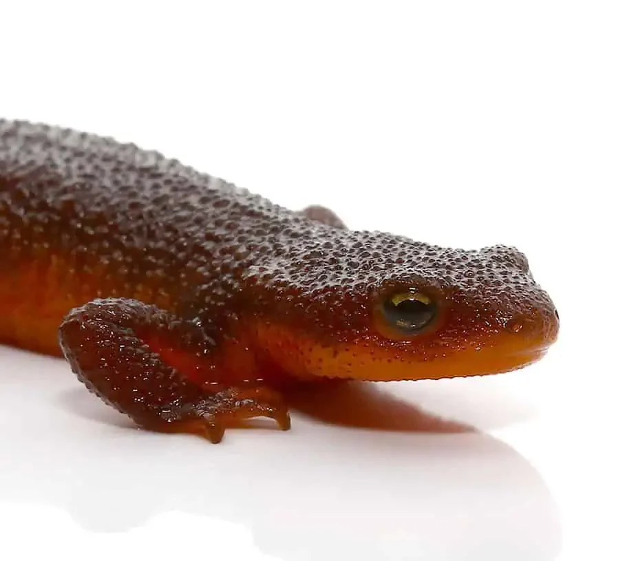 rough-skin-newt rough skin newt e1745393091185