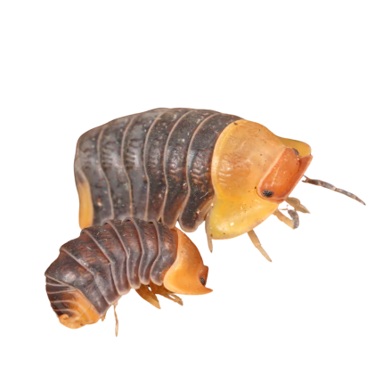 Rubber Ducky Isopods