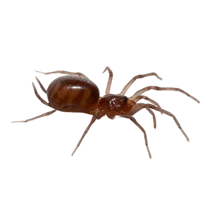 Rurrenabaque Curtain Web Spider (.25 – .75”)
