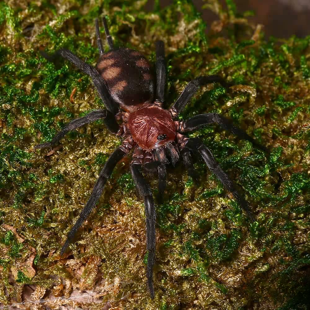 rurrenabaque-curtain-web-spider-2″ rurrenabaque curtain web spider 2″