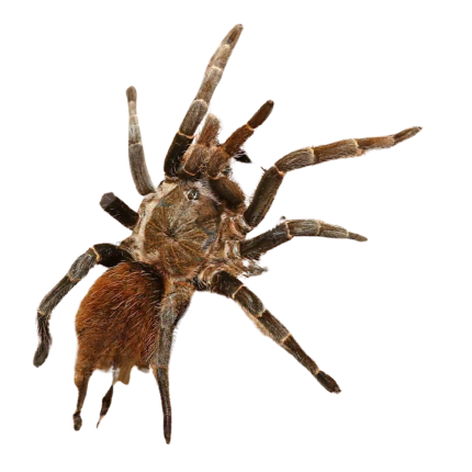 Rusty Bird Eating Tarantula (3 – 4”)
