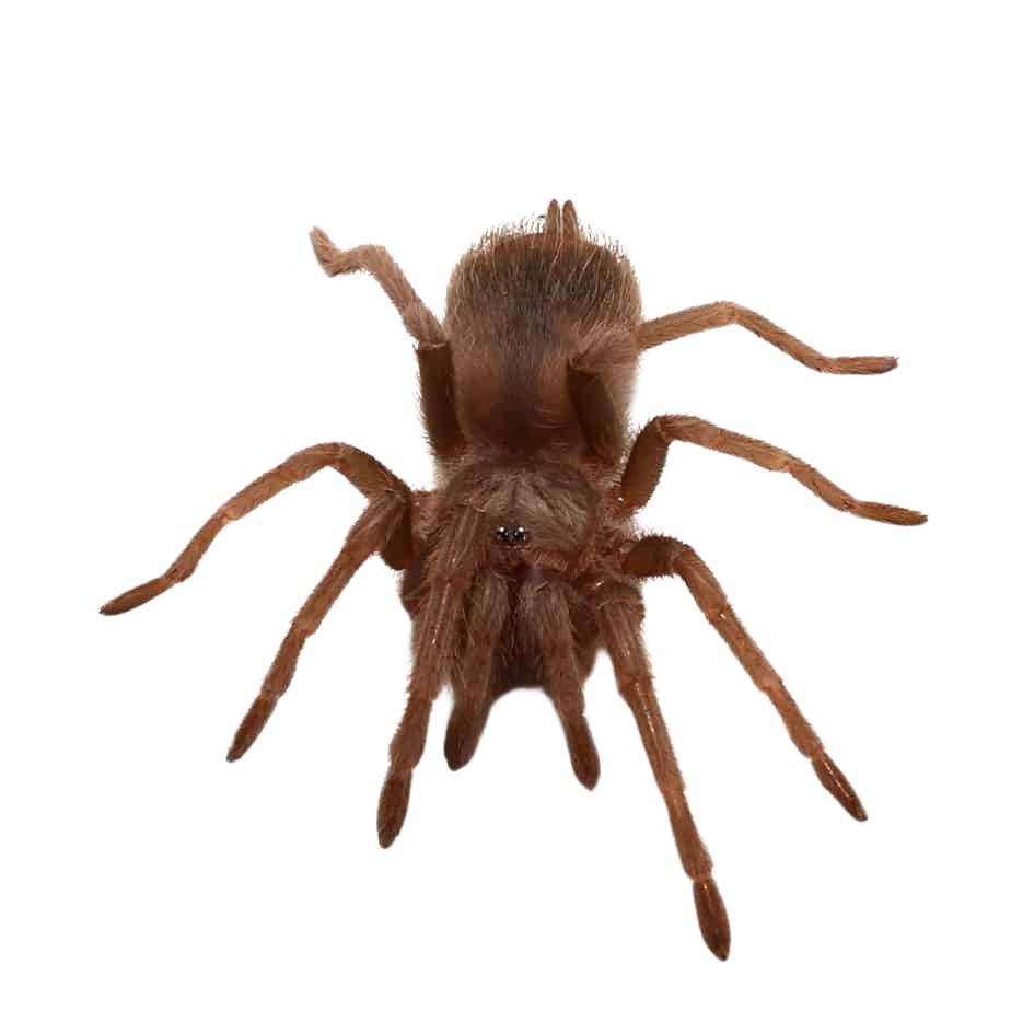 salmon-pink-birdeater-tarantula-2-–-3 (1) salmon pink birdeater tarantula 2 – 3 1