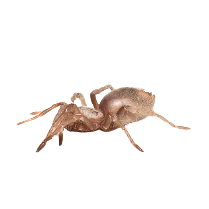 Salmon Pink Birdeater Tarantula (.5 – .75”)