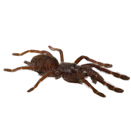Sangihe Black Tarantula (.25 – .75”)
