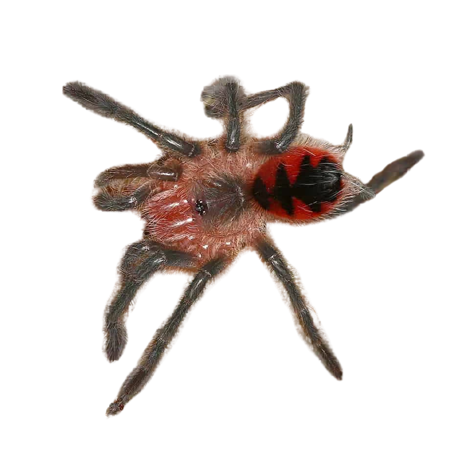 santo-domingo-goliath-birdeater-tarantula-1 (2) santo domingo goliath birdeater tarantula 1 2