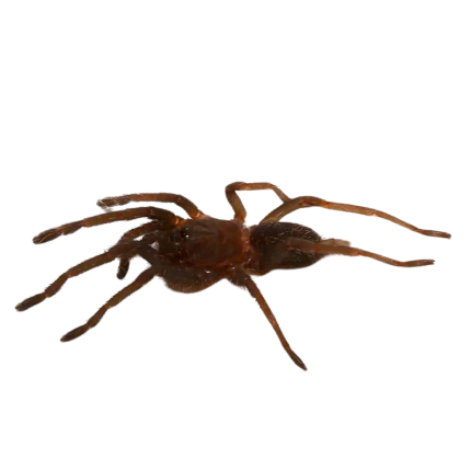 Saraburi Earth Tiger Tarantula (.25 – .75”)