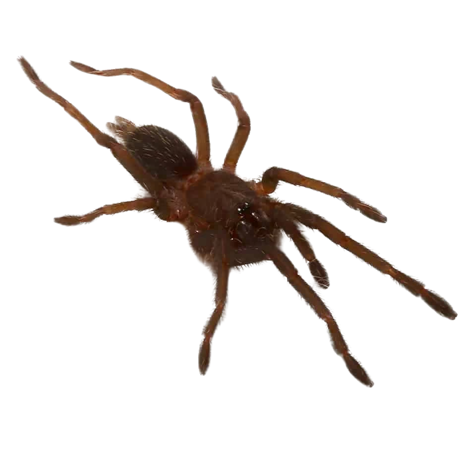 saraburi-earth-tiger-tarantula-25-–-75 (2) saraburi earth tiger tarantula 25 – 75 2