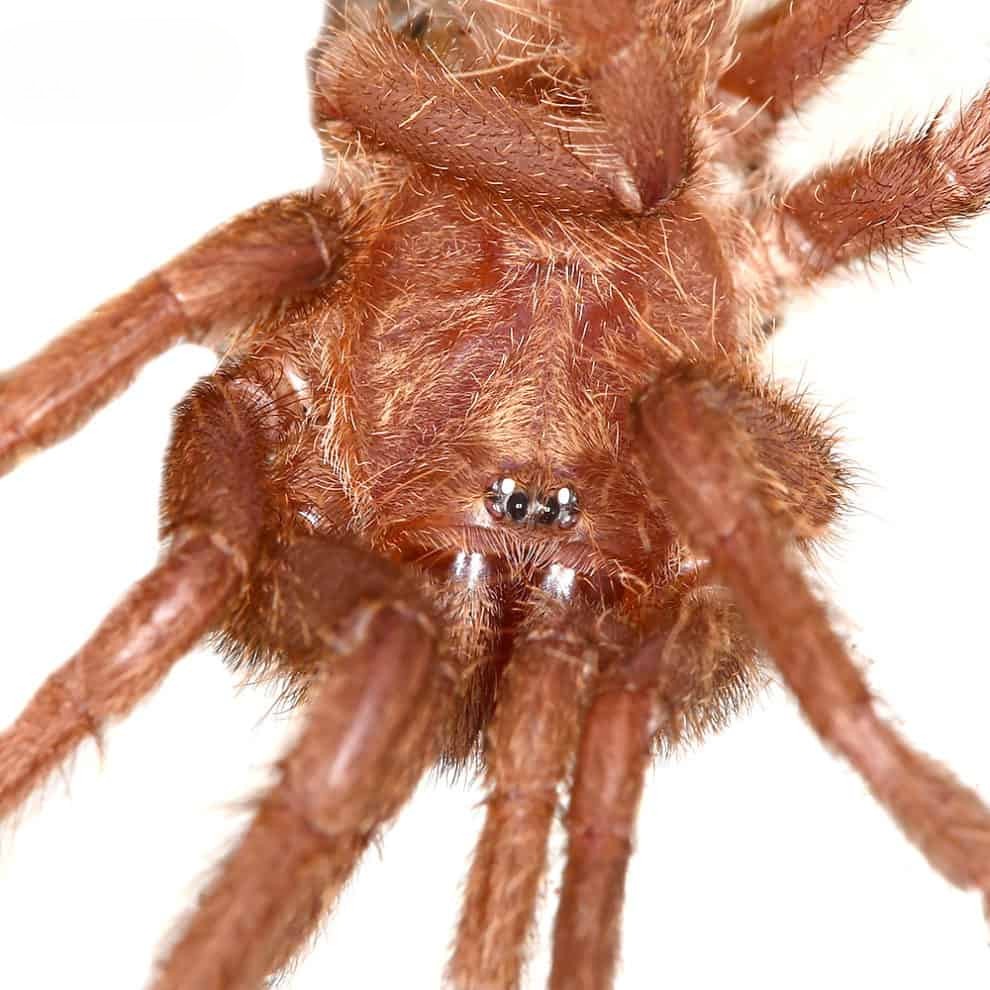 saraburi-earth-tiger-tarantula-2″ (1) saraburi earth tiger tarantula 2″ 1