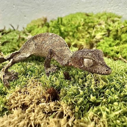 Satanic Leaftail Gecko #2