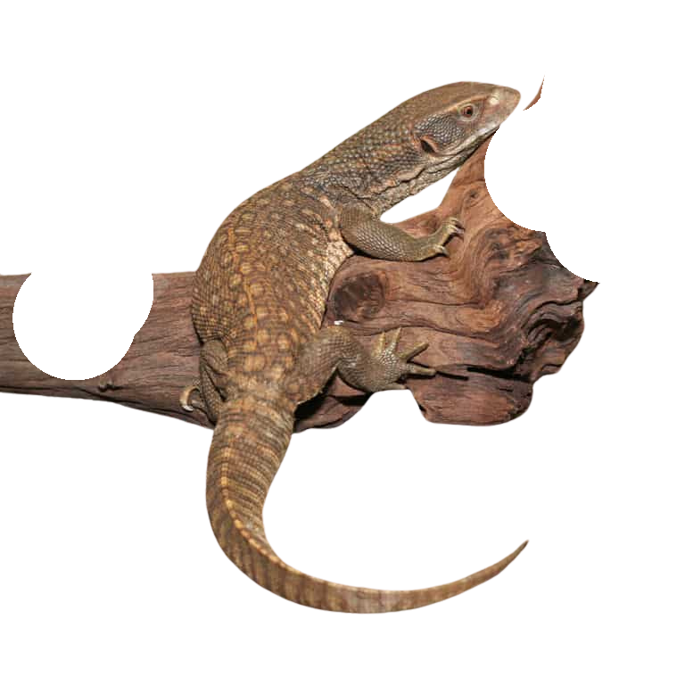savannah-monitor (1) savannah monitor 1