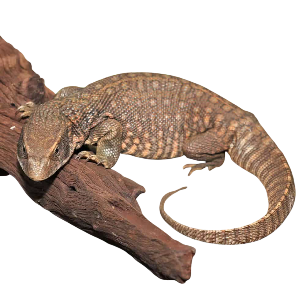 savannah-monitor (2) savannah monitor 2