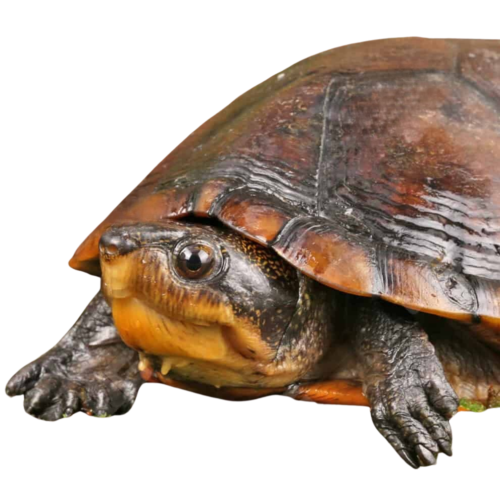 scorpion-mud-turtle (1) scorpion mud turtle 1